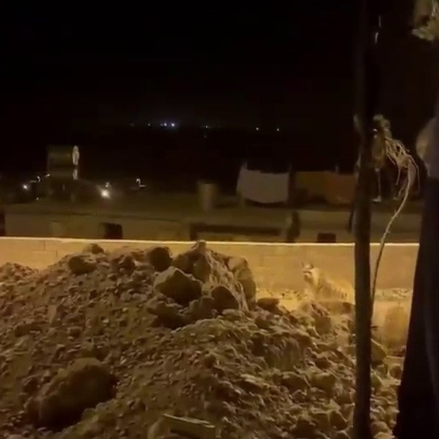 Adıyaman'da çizgili sırtlan evlerin bahçesinde görüntülendi