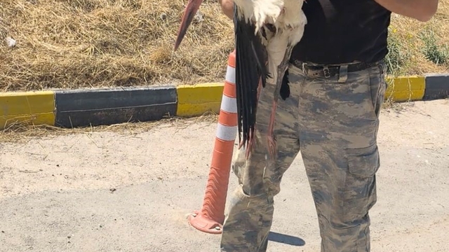 Eskişehir Büyükşehir Belediyesi çöplüğünde bacağı kırık halde bulunan leylek 4 gündür yardım bekliyor
İhbarlara rağmen yaralı leyleğin tedavisi için henüz hiçbir yetkili harekete geçmedi
Hayvansever Kemal Aybars:
"Hayvan çaresiz 4 günden beri orada yatıyor, kimse geri dönüş yapmadı"