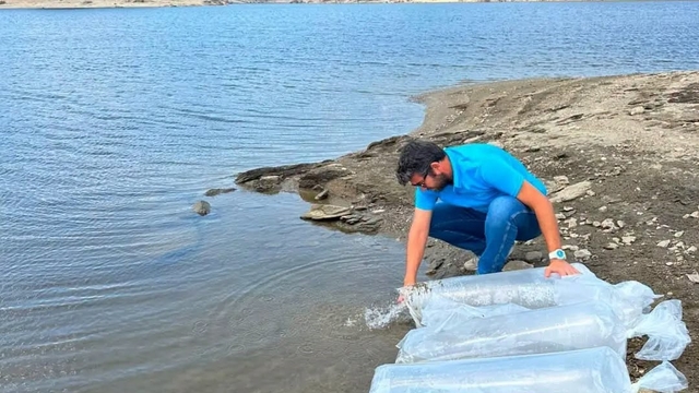 Aydın'da 535 bin sazan suyla buluştu
