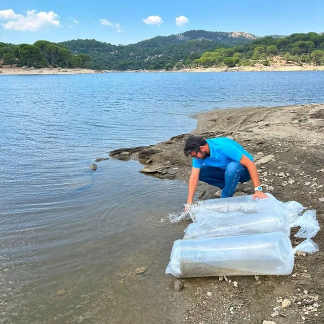 Aydın'da 535 bin sazan suyla buluştu