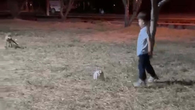 Tilki, topu alıp kaçtı; o anlar kamerada