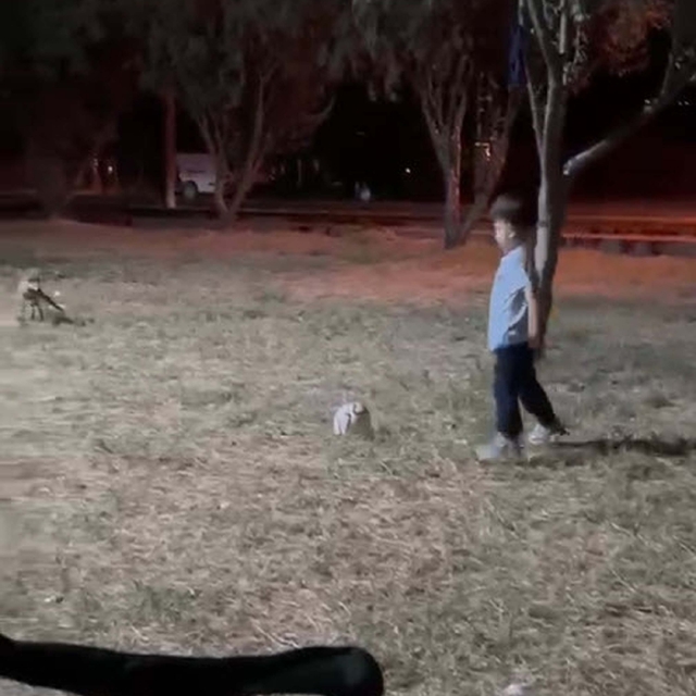 Tilki, topu alıp kaçtı; o anlar kamerada