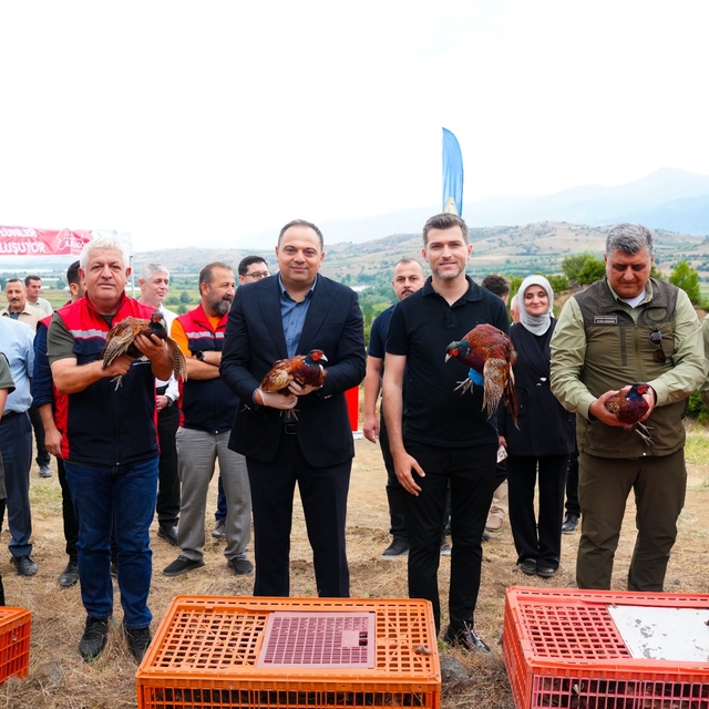 Erbaa Belediyesi'nden keneyle mücadeleye halkalı sülün ve kekliklerle deste...
