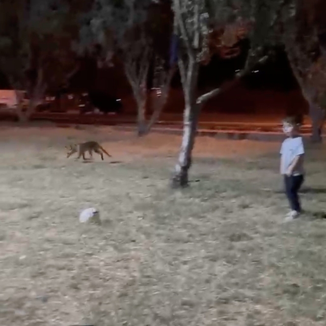 Çanakkale'de minik çocuğun topunu tilki böyle çaldı
