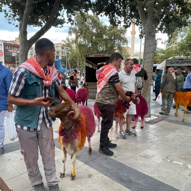 Koyunlar sudan önce bulvardan geçti