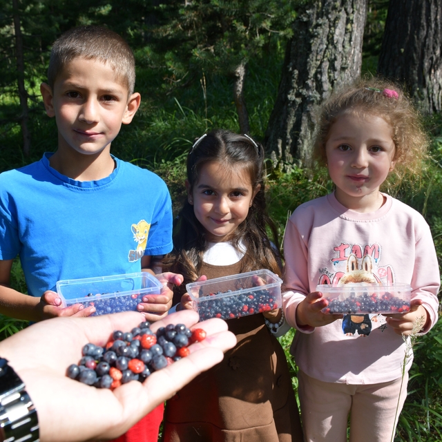 Sarıkamış'ta dağ çileği ve yaban mersini bereketi