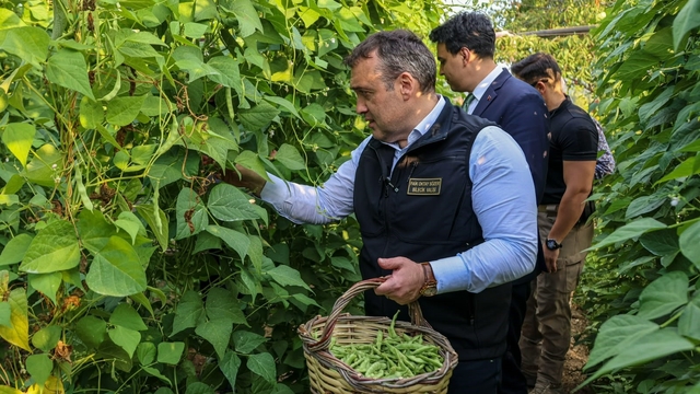 Tescilli Pazaryeri Boncuk Fasulyesi'nde hasat sezonu başladı