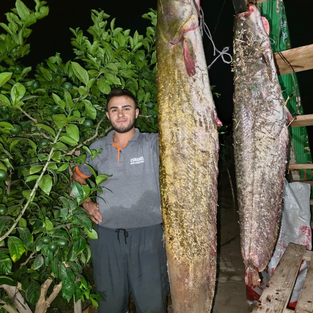 Sakarya Nehri'nden 34 kiloluk dev yayın çıktı