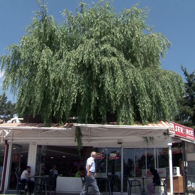 Kesmeye kıyamadığı salkım söğüdü, işletmenin simgesi oldu
Sivas'ta bir kafe...