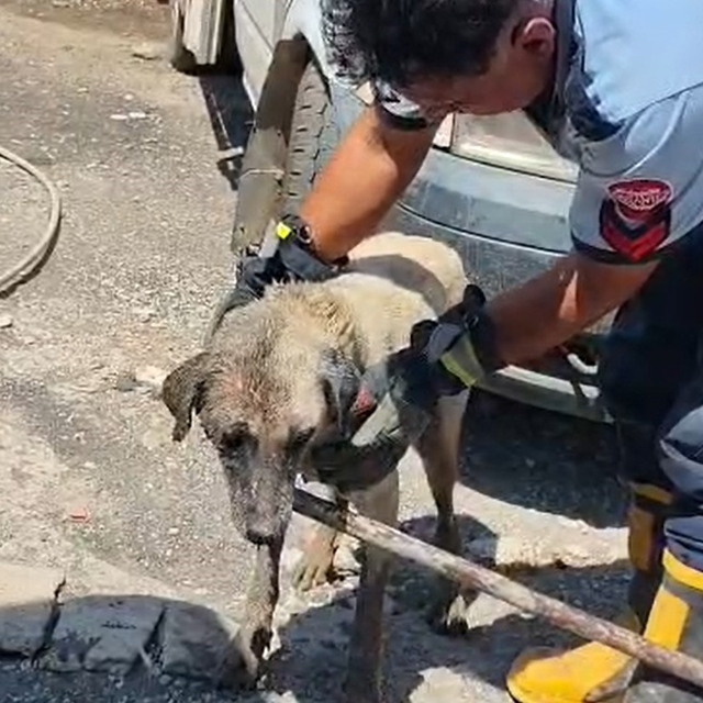 Konteynerin altında sıkışan anne köpek ve yavruları itfaiye ekiplerince kur...