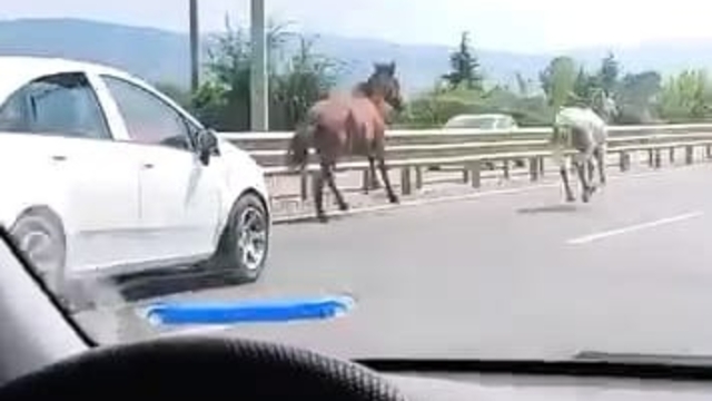 Yola çıkan başıboş atlar sürücülere zor anlar yaşattı