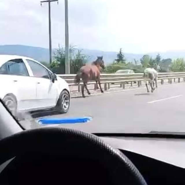 Yola çıkan başıboş atlar sürücülere zor anlar yaşattı