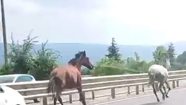 Başıboş atlar trafikte araçlarla yarıştı