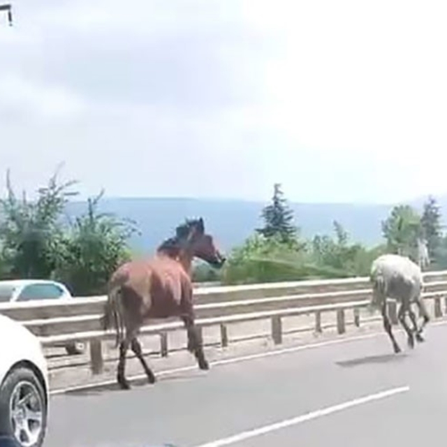 Başıboş atlar trafikte araçlarla yarıştı