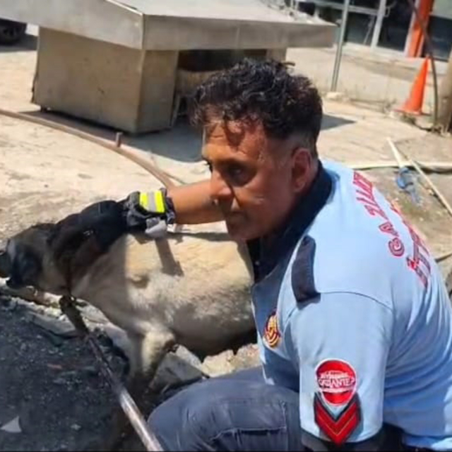 Konteynerin altında mahsur kalan köpek ile 7 yavrusu kurtarıldı