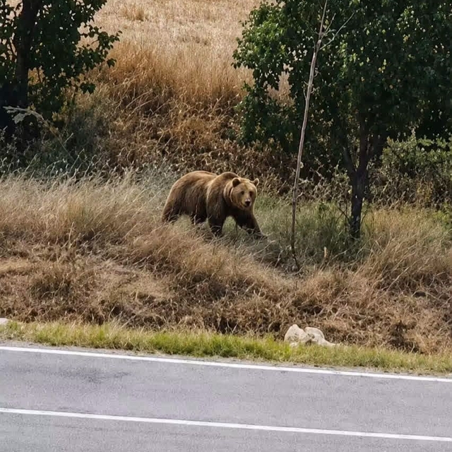 Subaşı beldesinde bozayı paniği