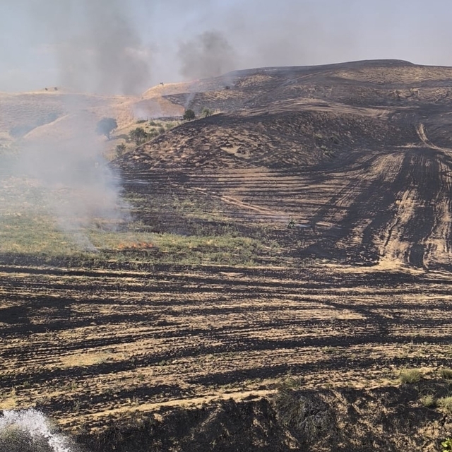 Siirt'te anız yangını meyve bahçesine sıçradı, 100 ağaç zarar gördü