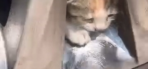 Aracın teker kısmına sıkışan kediler kurtarıldı