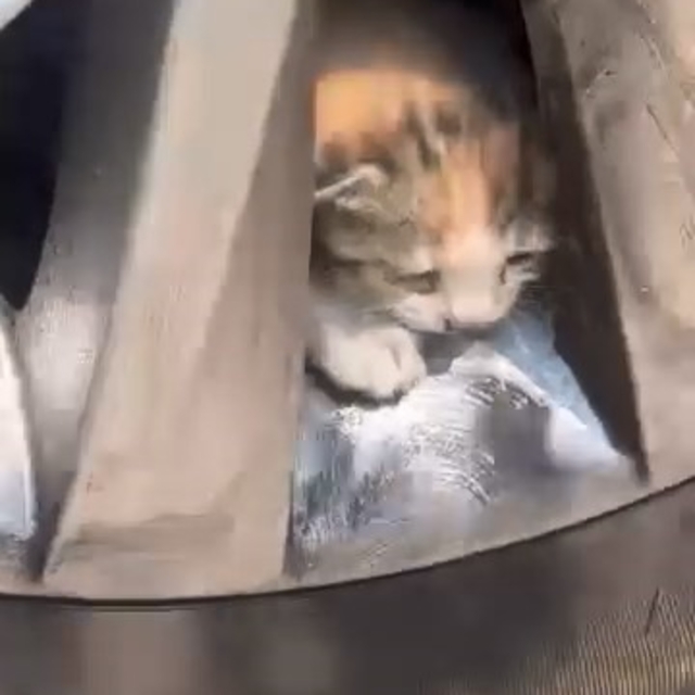 Aracın teker kısmına sıkışan kediler kurtarıldı