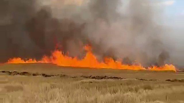Şarkışla'da 5 bin dönük ekili buğday tarlası alevlere teslim oldu