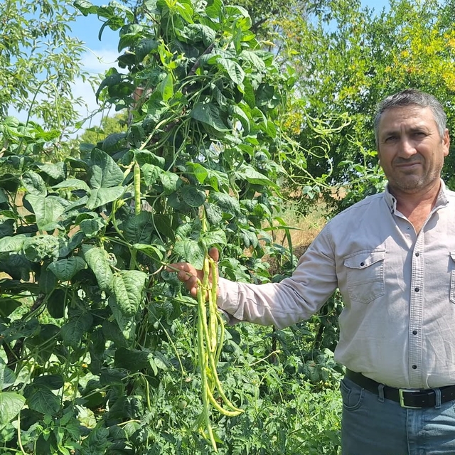 Börülce üreticisinin yüzü gülüyor