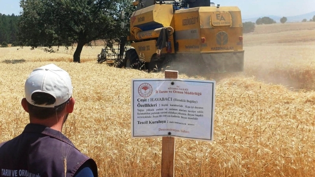Çavdarhisar'da yerli ve milli arpa ile buğday çeşitlerinin hasadı yapıldı