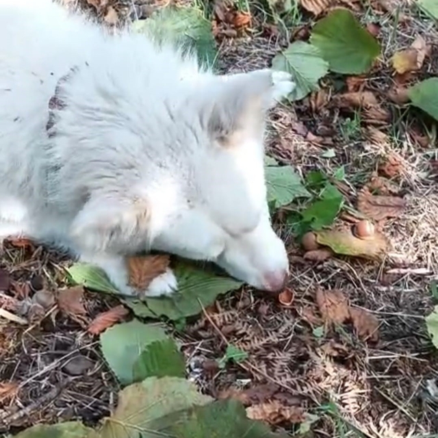 'Seni gidi fındık kıran'
Bu köpek kendisine verilen fındıkları tek tek kırı...