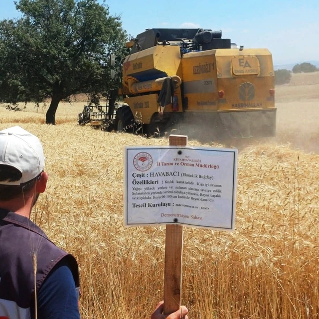 Çavdarhisar'da yerli ve milli arpa ile buğday çeşitlerinin hasadı yapıldı