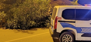 Beyşehir'de yola ağaç devrildi
