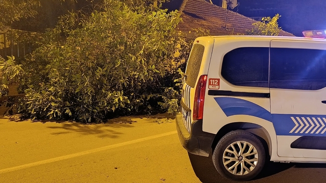 Beyşehir'de yola ağaç devrildi
