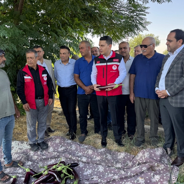 Tescilli Birecik patlıcanında hasat başladı