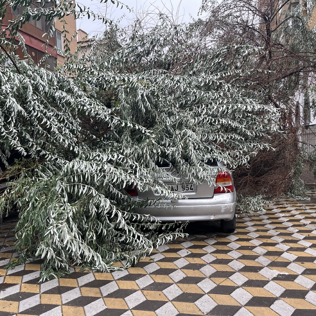 Niğde'de devrilen ağaç park halindeki aracın üzerine düştü