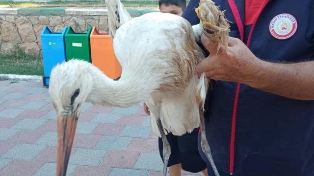 Reyhanlı'da yaralı leylek ekipler tarafından kurtarıldı