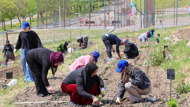 Toprakta hayat, sofrada bereket: Mahalle Bostanları'nda yaz hasadı
