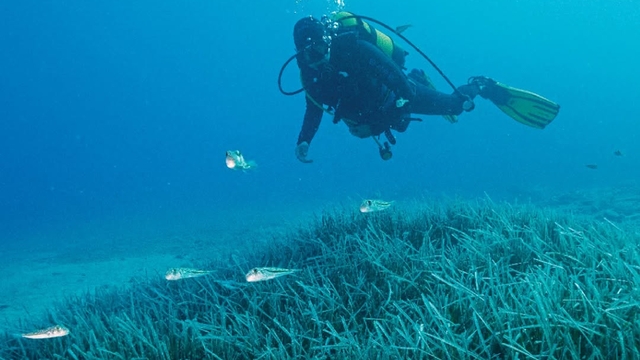 Türkiye'nin ilk Deniz Milli Parkı Fethiye-Kaş ve Kuzey Ege sınırlarında