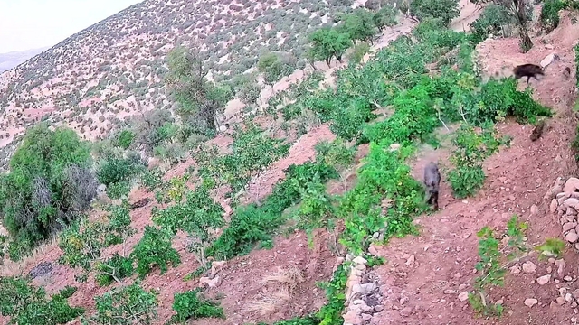 Gercüş'te domuz sürüsü bağ ve fıstık bahçelerine zarar verdi