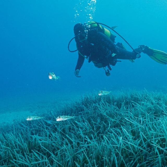 Türkiye'nin ilk Deniz Milli Parkı Fethiye-Kaş ve Kuzey Ege sınırlarında