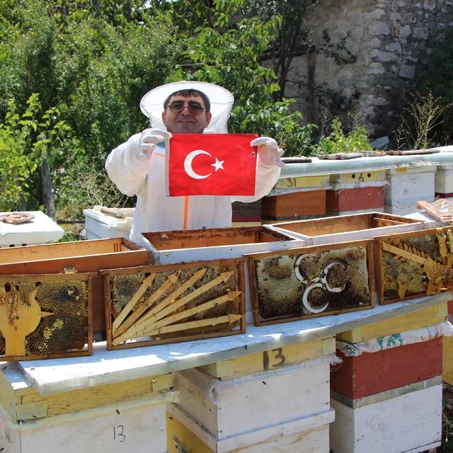 Amasya'da arıların seçimi sonuçlandı