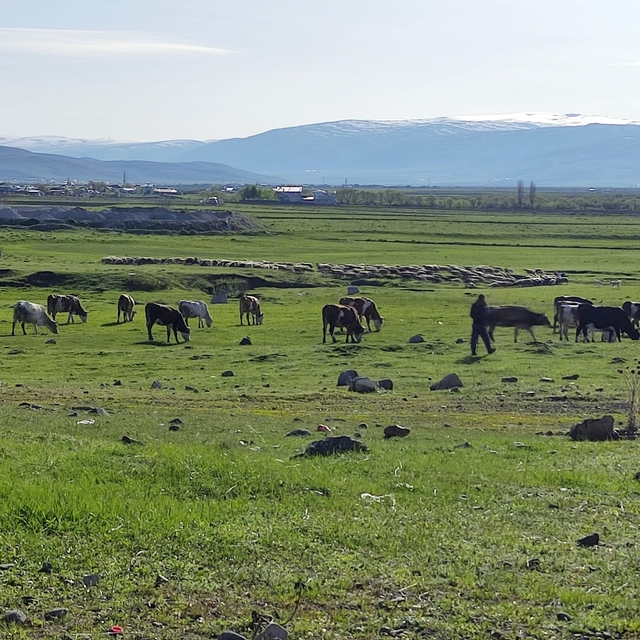 Ardahan'da Kuduz alarmı: Bölge karantinaya alındı