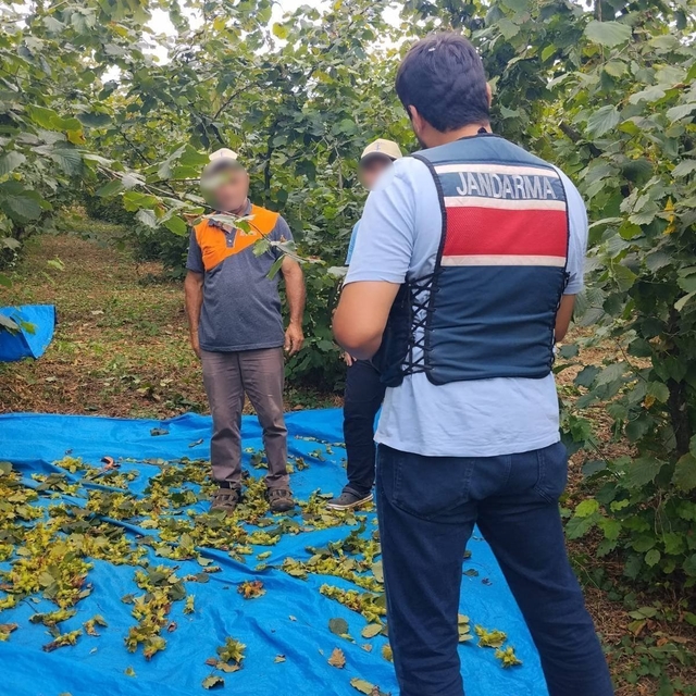 Fındık tarlalarında jandarma nöbeti