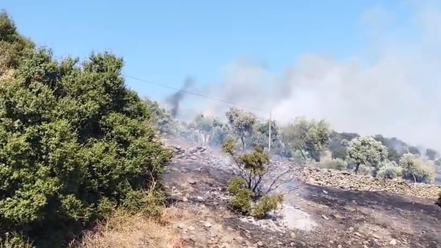 Çine'de zirai alanda yangın