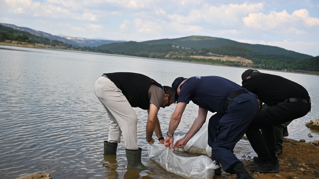 Uşak'ta Göğem Göleti'ne pullu sazan yavruları bırakıldı