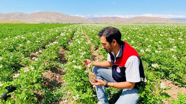 Bayburt'ta patates üretim alanları hastalık ve zararlılara karşı denetlendi