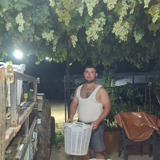 Sarıgöl'de üzüm için gece mesaisi