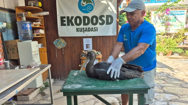 Nadir görülen karaleylek Sazlı'da yaralı halde bulundu