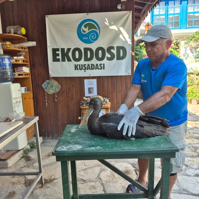 Nadir görülen karaleylek Sazlı'da yaralı halde bulundu
