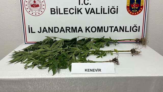 Bilecik'te yasadışı kenevir ekimi ortaya çıkarıldı