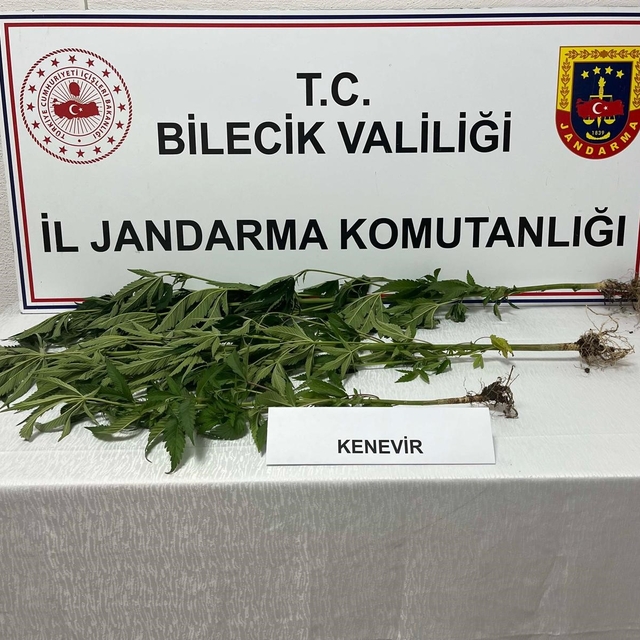 Bilecik'te yasadışı kenevir ekimi ortaya çıkarıldı