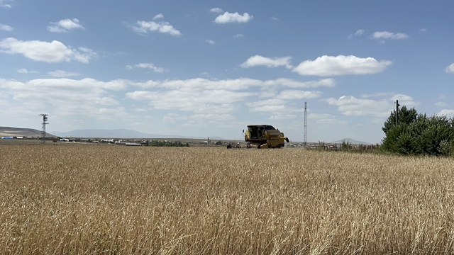 Kars'ta arpa ve yulaf hasadı hızlandı: Çiftçiler gün doğmadan tarlaya giriyor