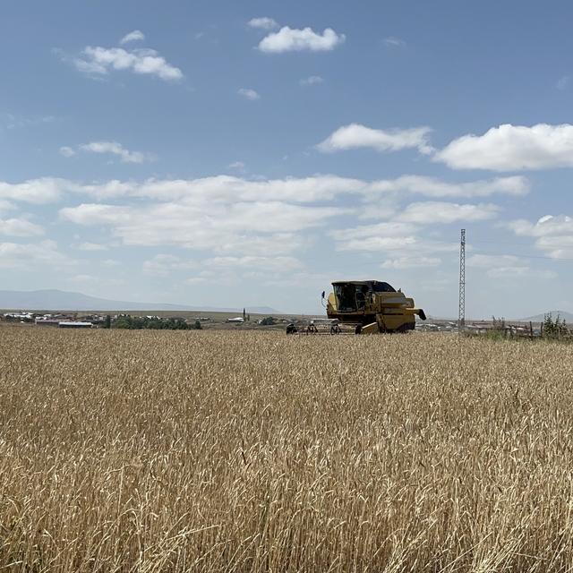 Kars'ta arpa ve yulaf hasadı hızlandı: Çiftçiler gün doğmadan tarlaya giriy...